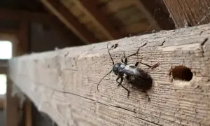 Chrząszcz na spróchniałej belce drewnianej, obok otworu.